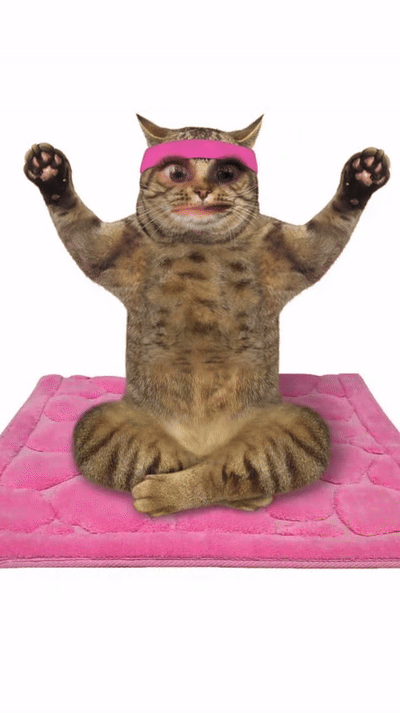 Miss Meow