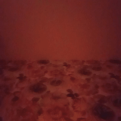 christmas vibes