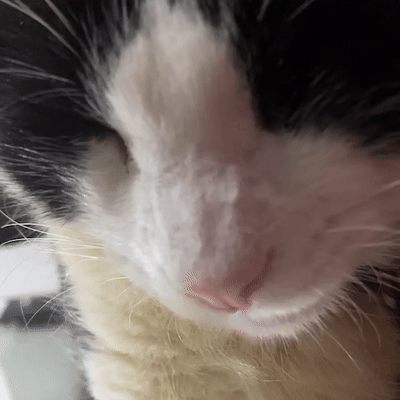PRÓXIMO REMIX DE PMB CON MI GATO XD