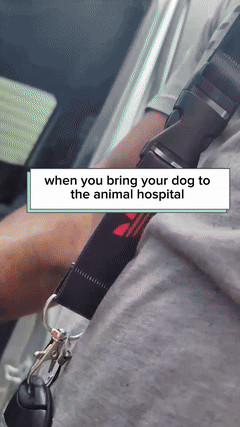 Animal Hospital 