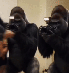 KING KONG 