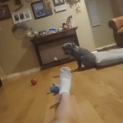 my puppy that is 8 weeks old