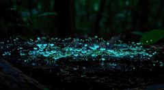 Bioluminescent - REEL