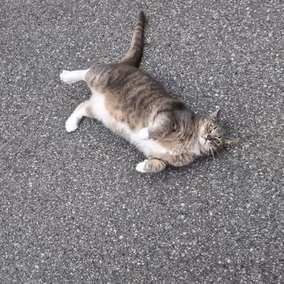 трек с котом
