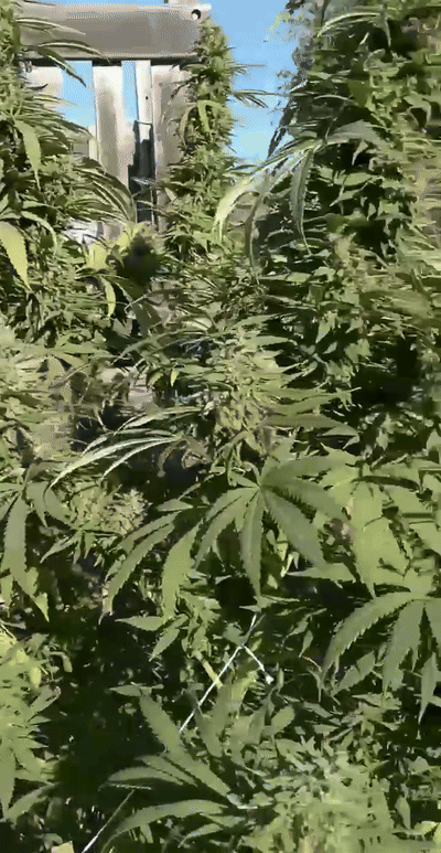 stardawg guava