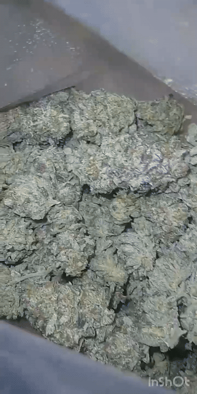 alien 41