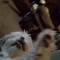 dog turning up