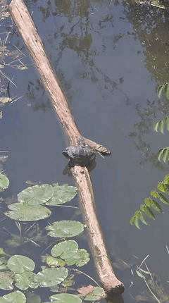 Turtels in nwc was für nyc