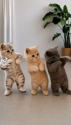 C-Walk Feline Fever 