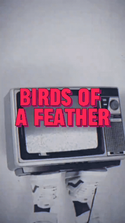 Birds of a Feather 