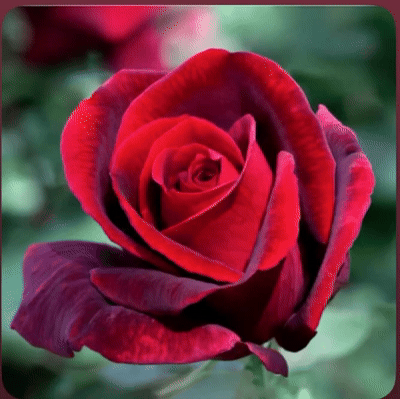 Des fleurs 