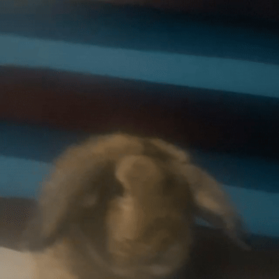 cute Judy