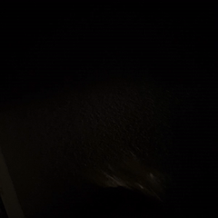 The Rush 