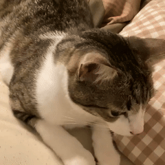 this is my cat