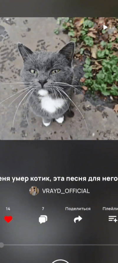 Песня моему пушистику😿🥺