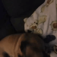 the uncle dog