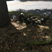 Can I eat these 🦆 ducks