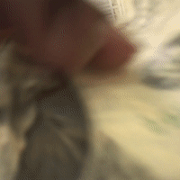 Alligator