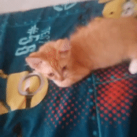 cat nip