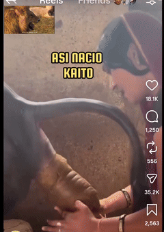 asi nacio kaito