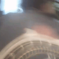 កូនឆ្មា