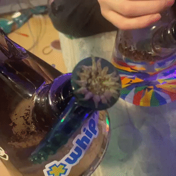 beautiful hoots with cgspill420