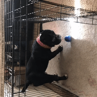 that’s crappy black pitbull‘s for life