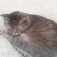 мой кот нажрался и пытался заснуть.😾😂🤣