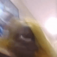 freestyling