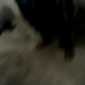 mi primo
