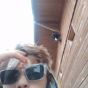 voz de panal free style así numa