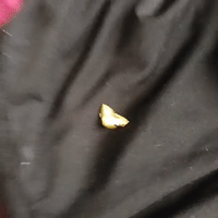 its gold hillbilly
