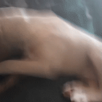 I'm the DOG 