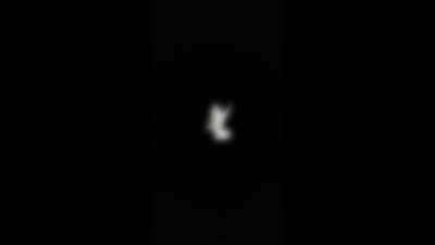🕊️