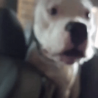 Car Alarm!