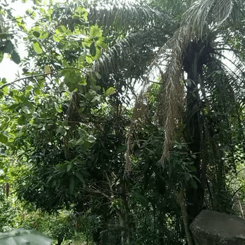 Aiye tamotiye