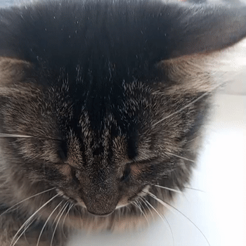 котик мой любиминькийх млй