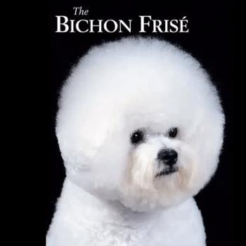 the BICHON FRISÈ 