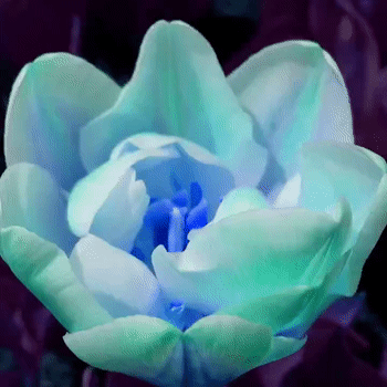 Garden of Hope