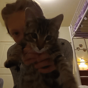 cat sings life is hard ....... 